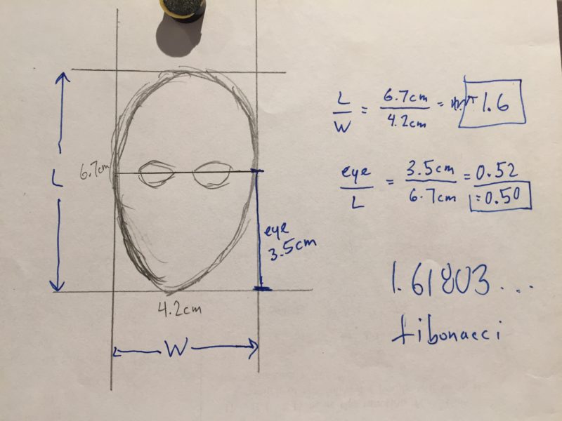 Golden Ratio & The Human Face Activity mrmillermath